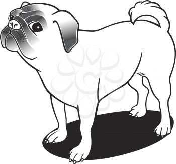 Royalty Free Clipart Image of a Pug Dog