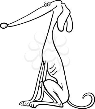 Cartoon Illustration of Funny Purebred Greyhound Dog for Coloring Book