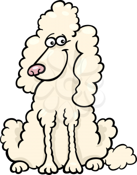 Cartoon Illustration of Funny Purebred White Poodle