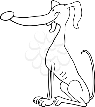 Cartoon Illustration of Funny Greyhound Dog for Coloring Book or Coloring Page