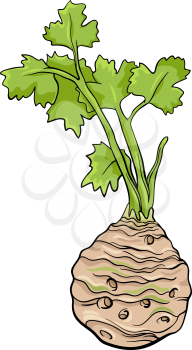 Cartoon Illustration of Celery Root Vegetable Food Object