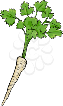 Cartoon Illustration of Parsley Root Vegetable Food Object