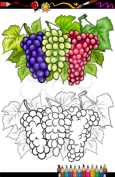 Coloring Book or Page Cartoon Illustration of Three Bunches of White and Red and Black or Blue Grapes or Grapevine Fruit Food Group for Children Education