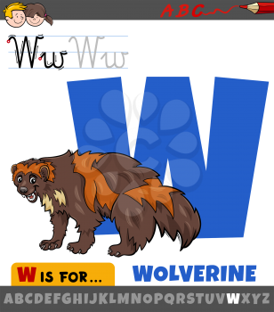 Educational cartoon illustration of letter W from alphabet with wolverine animal character
