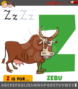 Educational cartoon illustration of letter Z from alphabet with zebu animal character for children 