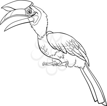 Black and white cartoon illustration of funny hornbill bird animal character coloring book page