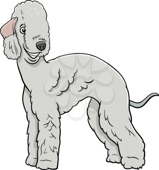 Cartoon illustration of Bedlington Terrier purebred dog animal character