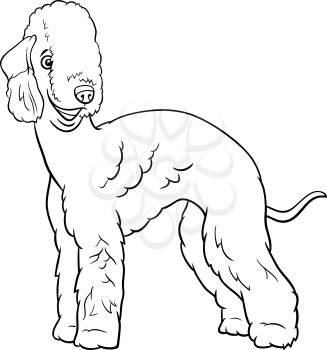 Black and white cartoon illustration of Bedlington Terrier purebred dog animal character coloring book page