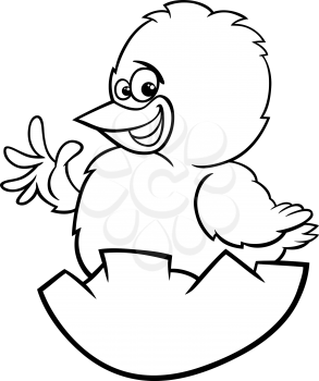 Black and White Cartoon Illustration of Funny Chicken or Chick which was Hatched from an Easter Egg for Coloring Book