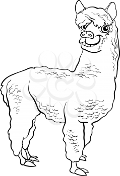 Black and White Cartoon Illustration of Funny Alpaca Farm Animal for Coloring Book