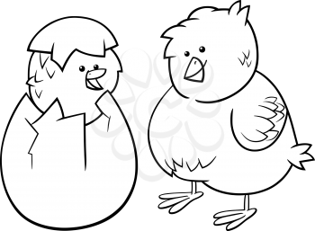Black and White Cartoon Illustration of Cute Little Yellow Chickens or Chicks Hatched from Eggs for Coloring Book