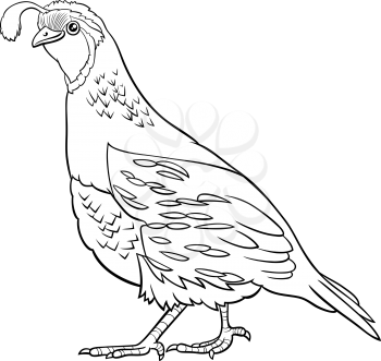 Black and white cartoon illustration of funny quail bird animal character coloring book page