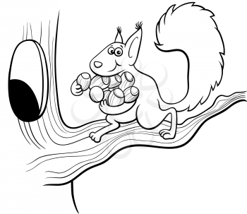 Black and white cartoon illustration of funny squirrel animal character carrying acorns to the hollow in the tree coloring book page