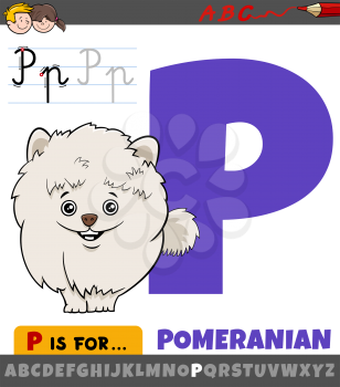 Educational cartoon illustration of letter P from alphabet with pomeranian purebred dog animal character