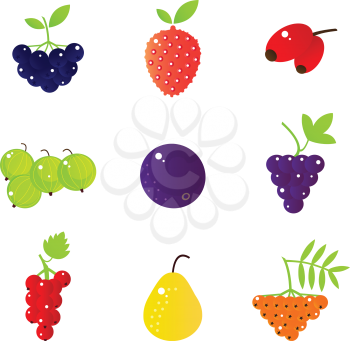 Berries and exotic fruit collection. Vector Illustration