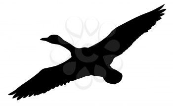 Royalty Free Clipart Image of a Flying Duck