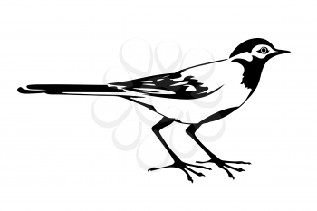 Royalty Free Clipart Image of a Wagtail 
