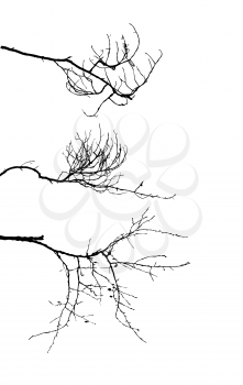Royalty Free Clipart Image of Branches