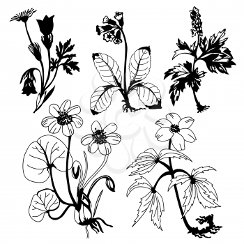 Royalty Free Clipart Image of Field Flowers
