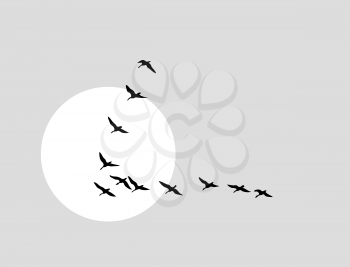 Royalty Free Clipart Image of Flying Ducks