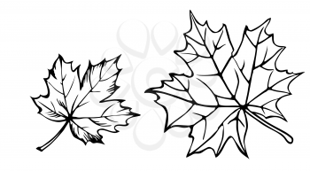 Royalty Free Clipart Image of Maple Leafs