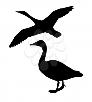 Royalty Free Clipart Image of Geese