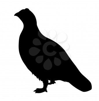 Royalty Free Clipart Image of a Partridge