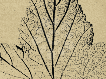 Royalty Free Clipart Image of a Leaf