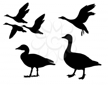 Royalty Free Clipart Image of Geese