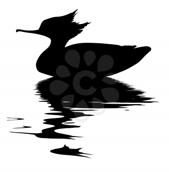 Royalty Free Clipart Image of a Swimming Duck