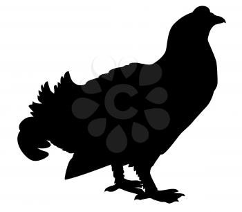 Royalty Free Clipart Image of a Wood Grouse
