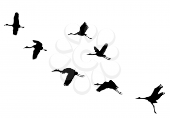 Royalty Free Clipart Image of Flying Birds