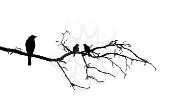 Royalty Free Clipart Image of Birds on a Branch