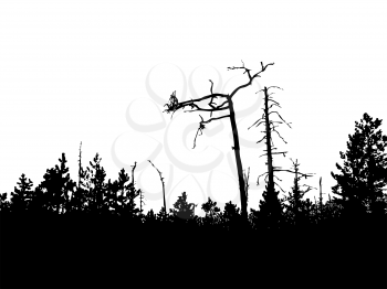 Royalty Free Clipart Image of a Forest Background   