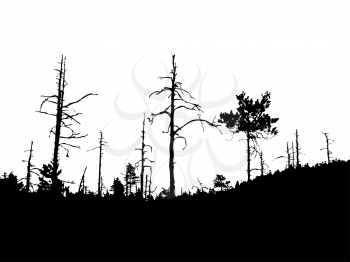 Royalty Free Clipart Image of a Forest