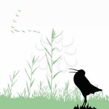 Royalty Free Clipart Image of a Snipe