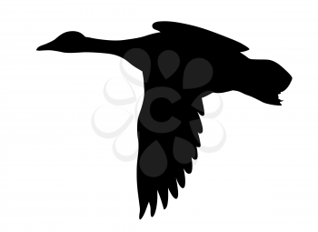 Royalty Free Clipart Image of a Flying Duck