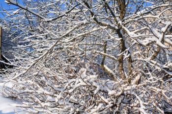 aple trees in winter garden