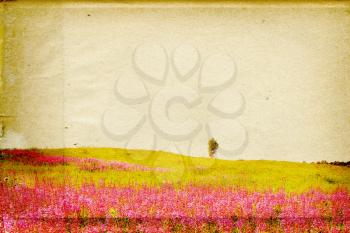 lupines on field on grunge background