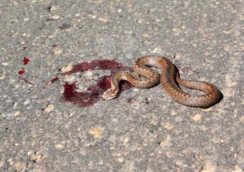 snake on road