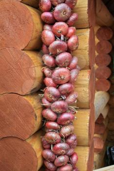 onion on wooden wall