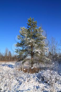 pine on snow field