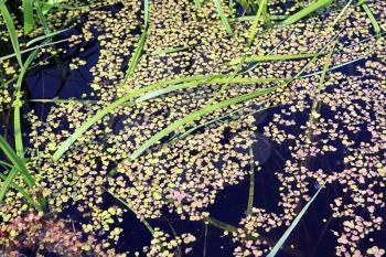 duckweed in marsh