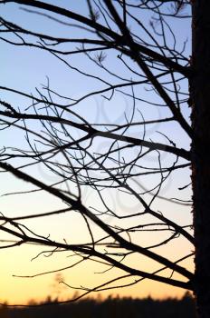 silhouette of the branch