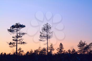 silhouette pine wood
