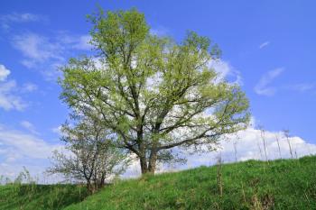 oak on spring field