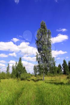 birch near rural road 