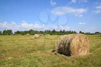 hay on field
