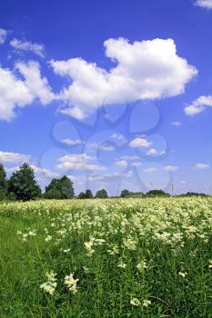 summer field
