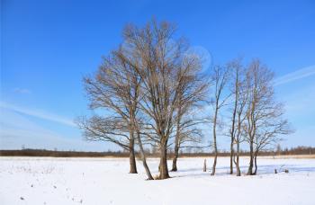 oak wood on winter field 